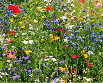 Inheemse Bloemenmix Vlinders & Bijen 5gr beschikbaar voor biedingen