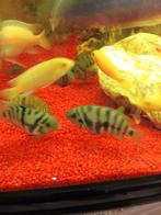 1 euro, Dieren en Toebehoren