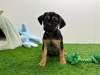 Puggle pups, België, 8 tot 15 weken, Meerdere, Fokker | Professioneel