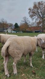 Ram, schaap, Schaap