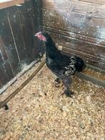 Jonge Brahma haan van 3 maand, Dieren en Toebehoren, Pluimvee, Mannelijk, Kip