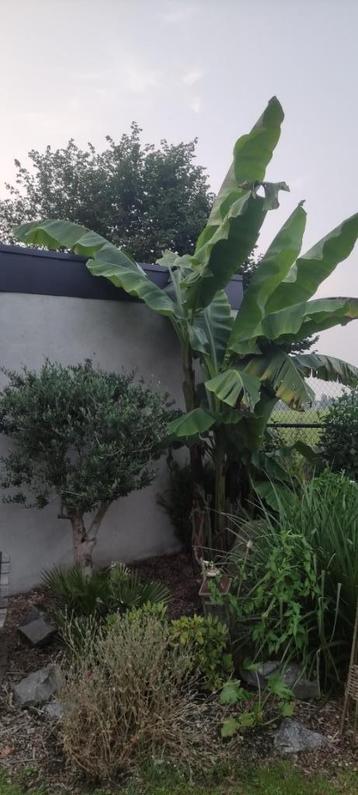Banaan - bananenplanten Musa Basjoo Japan beschikbaar voor biedingen