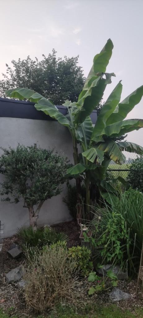 Banaan - bananenplanten Musa Basjoo Japan, Tuin en Terras, Planten | Bomen, Overige soorten, 250 tot 400 cm, Volle zon, Zomer