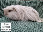 Gecastreerde cavia beren uit asiel, Dieren en Toebehoren, Knaagdieren, Cavia