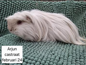 Gecastreerde cavia beren uit asiel beschikbaar voor biedingen