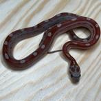 Korenslang 9 maand, Motley het Scaleless, Dieren en Toebehoren, Slang, Tam, 0 tot 2 jaar