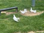 2 Pauwstaart duifjes, Dieren en Toebehoren, Geslacht onbekend, Overige soorten