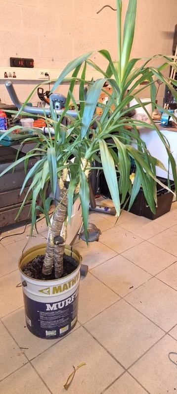 Yucca environ 120cm  beschikbaar voor biedingen