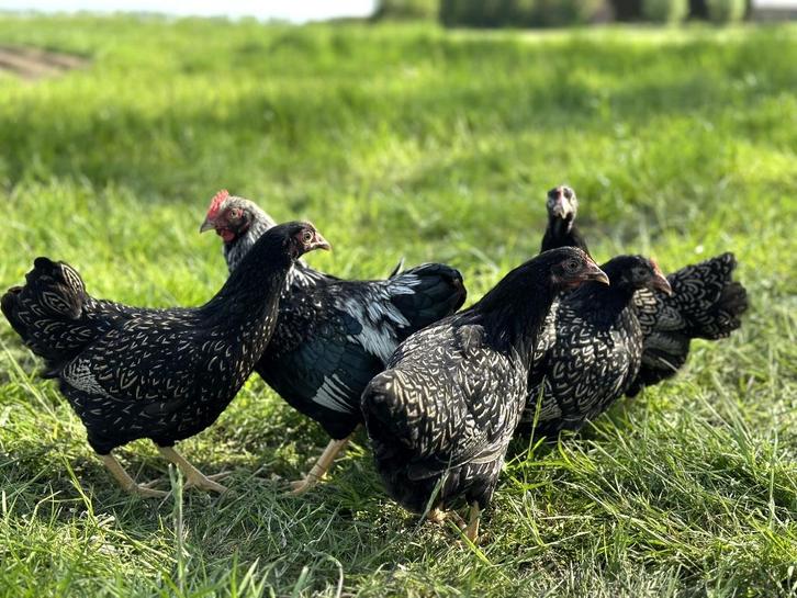 Barnevelder krielkippen zilver gezoomd hen gesekst + ingeënt, Dieren en Toebehoren, Pluimvee, Kip, Vrouwelijk
