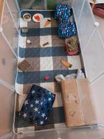 1 Naakt en 1 harige Cavia mannetjes,plus toebehoren te koop, Enlèvement