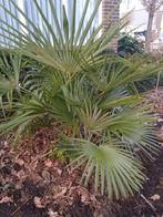 Trachicarpus fortunei, Tuin en Terras, Ophalen of Verzenden