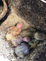 Groen baby dwergpapagaais, Dieren en Toebehoren, Vogels | Parkieten en Papegaaien