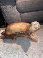 Taxidermie, Collections, Collections Animaux, Enlèvement ou Envoi