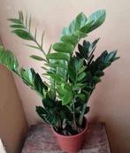 Zamioculcas, Huis en Inrichting, Ophalen