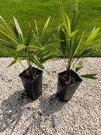 Trachycarpus fortunei (winterharde palmboom), Tuin en Terras, Planten | Bomen, In pot, Minder dan 100 cm, Halfschaduw, Zomer