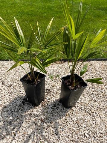 Trachycarpus fortunei (winterharde palmboom)