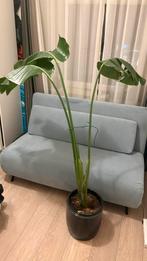 Plante strelitzia, Ophalen