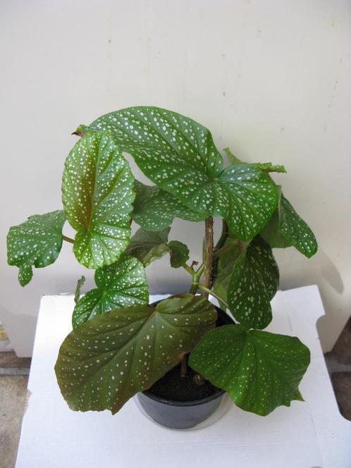 Bégonia tacheté (Tamaya), Huis en Inrichting, Kamerplanten, Overige soorten, Minder dan 100 cm, Halfschaduw, In pot, Ophalen