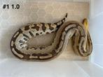 Python curtus breitensteini, Dieren en Toebehoren, Slang, 3 tot 6 jaar