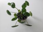 Prachtige Pannenkoekenplant diameter 10 cm, Huis en Inrichting, Overige soorten, Minder dan 100 cm, Halfschaduw, Ophalen
