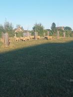 Schapen, Dieren en Toebehoren, Vrouwelijk, Schaap, 0 tot 2 jaar