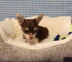 Supermooie kruising Chihuahua x Yorkshire pup!, 15 weken tot 1 jaar, Reu, Buitenland, CDV (hondenziekte)