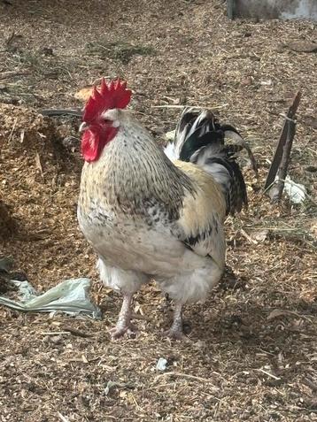 Haan sussex beschikbaar voor biedingen