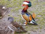 Mandarijneenden, Dieren en Toebehoren, Pluimvee, Meerdere dieren, Eend