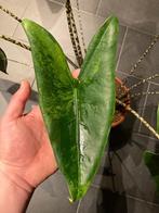 Alocasia Zebrina variegata green GoG, Huis en Inrichting, Kamerplanten, 100 tot 150 cm, Overige soorten, Groene kamerplant, Halfschaduw
