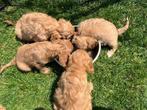 Prachtige cavapoo pups, Dieren en Toebehoren, België, CDV (hondenziekte), 8 tot 15 weken, Meerdere