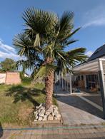 Palmboom 270 cm stamhoogte (Trachycarpus fortunei), Ophalen, Bloeit niet, Halfschaduw, 250 tot 400 cm