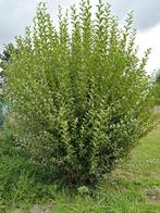 ligusterhaag, Ophalen, Liguster, Haag