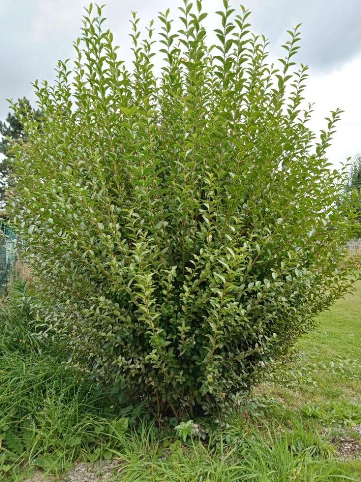 ligusterhaag, Tuin en Terras, Planten | Struiken en Hagen, Haag, Liguster, Ophalen