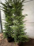 Cup leylandii, Tuin en Terras, Ophalen of Verzenden, Haag