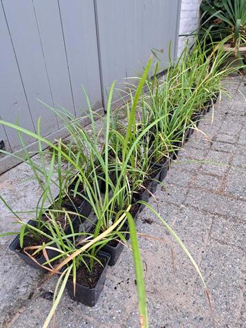 Liriope Royal Purple beschikbaar voor biedingen