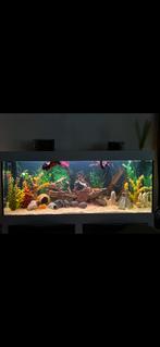 Aquarium 160x60dp x 70h met kap. (Lek aan naad?), Dieren en Toebehoren, Vissen | Aquaria en Toebehoren, Zo goed als nieuw, Ophalen
