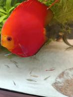 Discus kweekkoppel, Dieren en Toebehoren