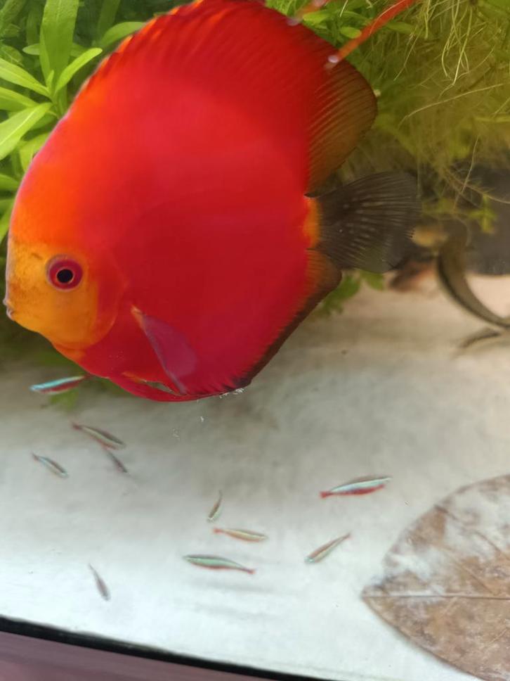 Discus kweekkoppel, Dieren en Toebehoren, Vissen | Aquariumvissen
