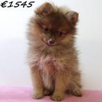 Kleine Kees & Dwergkees - puppy's te koop, 15 weken tot 1 jaar, Buitenland, CDV (hondenziekte), Meerdere