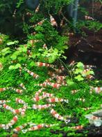 Groepje crystal red garnalen (25 stuks), Dieren en Toebehoren