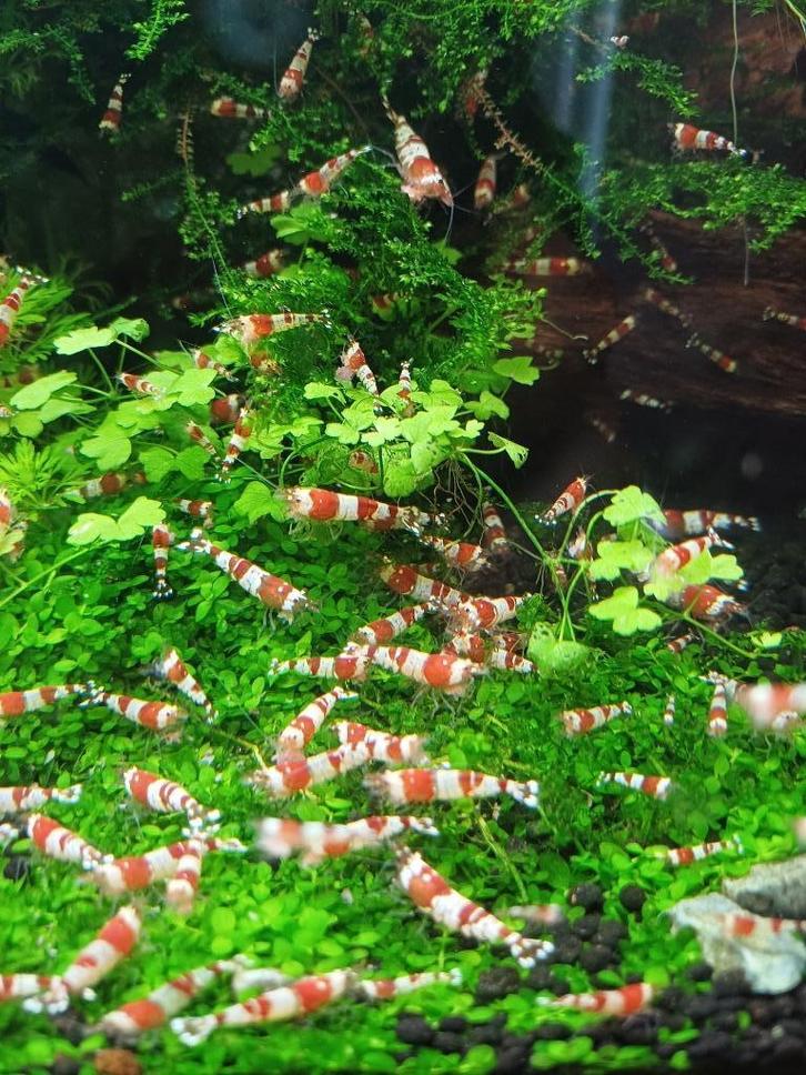 Groepje crystal red garnalen (25 stuks), Dieren en Toebehoren, Vissen | Aquariumvissen