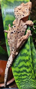 Wimpergekko's, Dieren en Toebehoren, Reptielen en Amfibieën