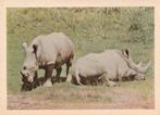 CHROMO  WITTE  NEUSHOORNS, Collections, Photos & Gravures, Envoi, Comme neuf, Animal, Gravure