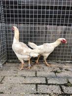 Witte shamo hennen