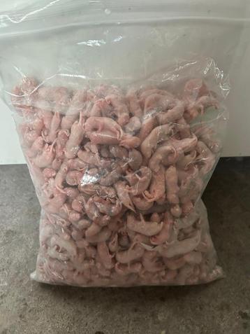 Diepvries muis 1-2gr (pinkies)  beschikbaar voor biedingen