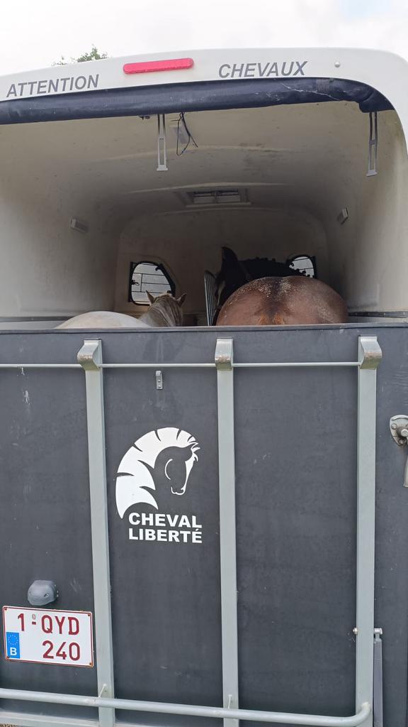 Paardrijles, Dieren en Toebehoren, Paarden, Ruin, M