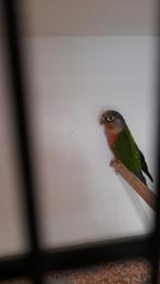 Pyrrhura split suncheek, Dieren en Toebehoren, Geringd