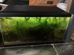 60 L aquarium met inhoud, Dieren en Toebehoren, Ophalen, Zo goed als nieuw