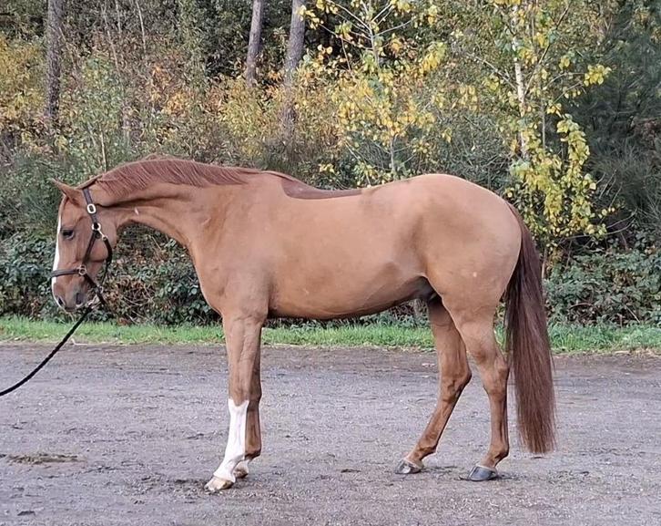 Zeer knappe 6 jarige ruin " Toulouse " * springen/eventing *, Dieren en Toebehoren, Paarden, Ruin, B, 160 tot 165 cm, 3 tot 6 jaar