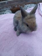 Dwergkonijntjes te koop, Dieren en Toebehoren, Konijnen, Meerdere dieren, Dwerg, 0 tot 2 jaar